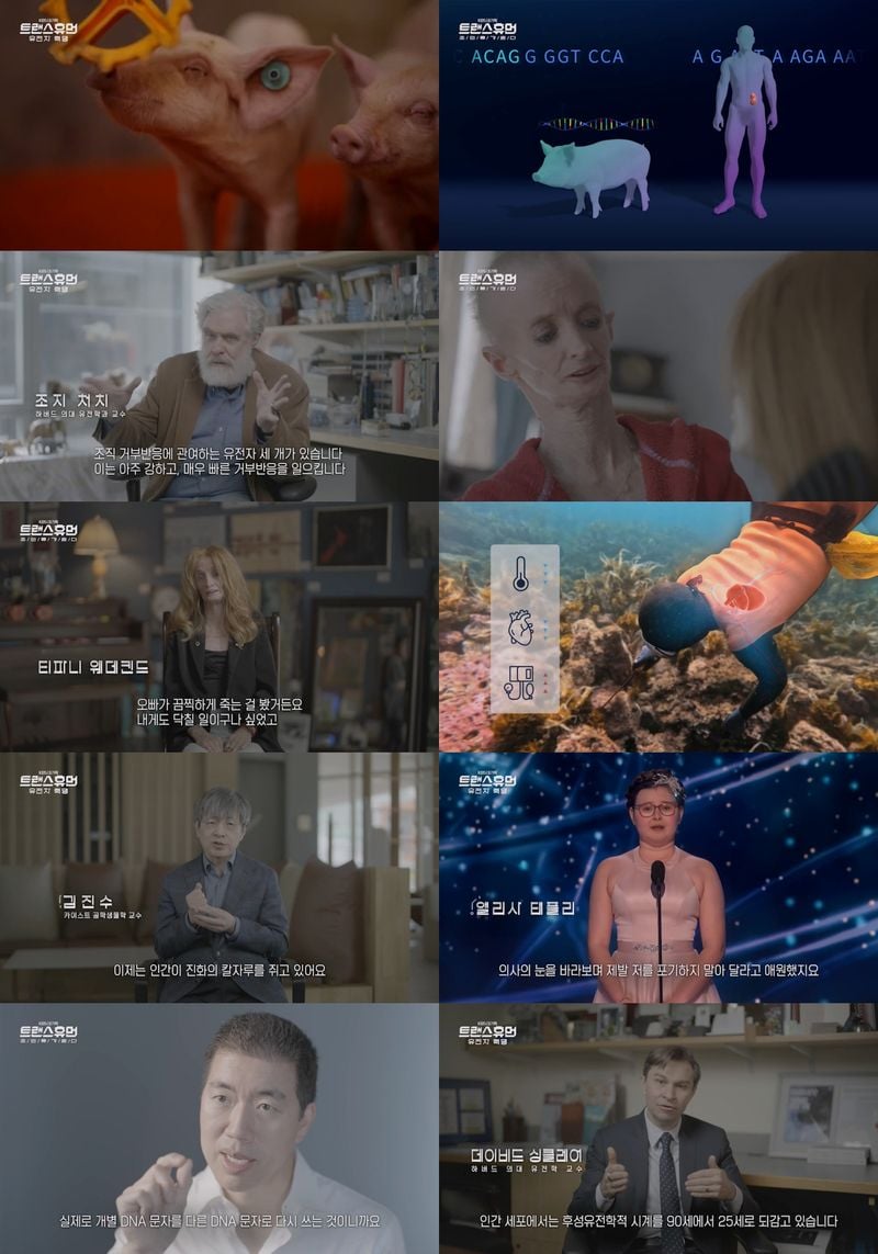 배우 한효주가 내레이션을 맡은 KBS 대기획 ‘트랜스휴먼’이 유전자 교정 기술, 장수 유전자와 역노화 연구, 이종 간 장기 이식 등 생명공학 분야의 세계적 석학들에게 자문을 구하며, 이러한 기술이 인류에게 가져올 새로운 희망을 조명했다. 11월 26일(수) 방송된 KBS 대기획 ‘트랜스휴먼’ 3부 ‘유전자 혁명’에서는 유타대학교의 멜리사 일라르도 교수가 임신 중에도 물질을 하는 제주 해녀의 특별한 능력을 주제로 흥미로운 연구를 소개했다. 실제로 해녀