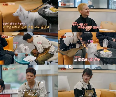 [집 나가면 개호강] 보이지도 들리지도 않는 ‘시청각 장애견’ 테토 등장에 술렁이는 개호강 유치원! 테토가 눈과 귀를 잃게 된 사연은?